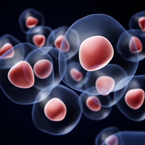 cell photo